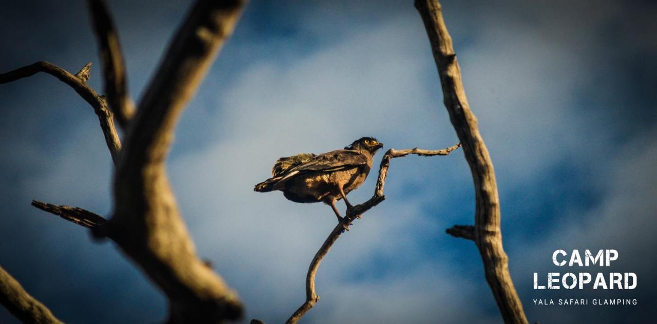 فندق Camp Leopard - Yala Safari Glamping المظهر الخارجي الصورة