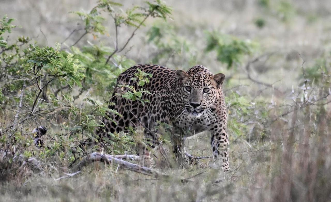 فندق Camp Leopard - Yala Safari Glamping المظهر الخارجي الصورة