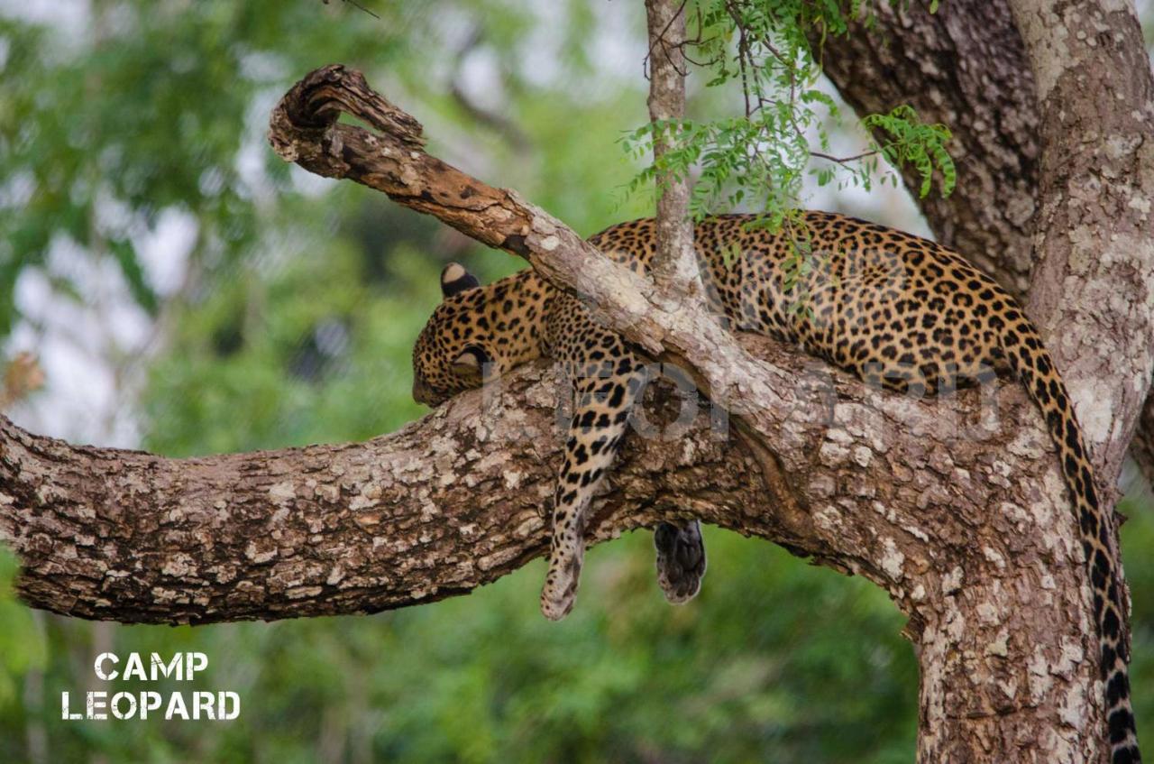 فندق Camp Leopard - Yala Safari Glamping المظهر الخارجي الصورة