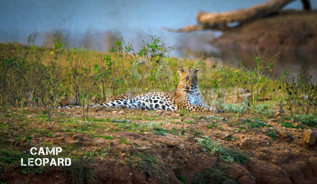 فندق Camp Leopard - Yala Safari Glamping المظهر الخارجي الصورة