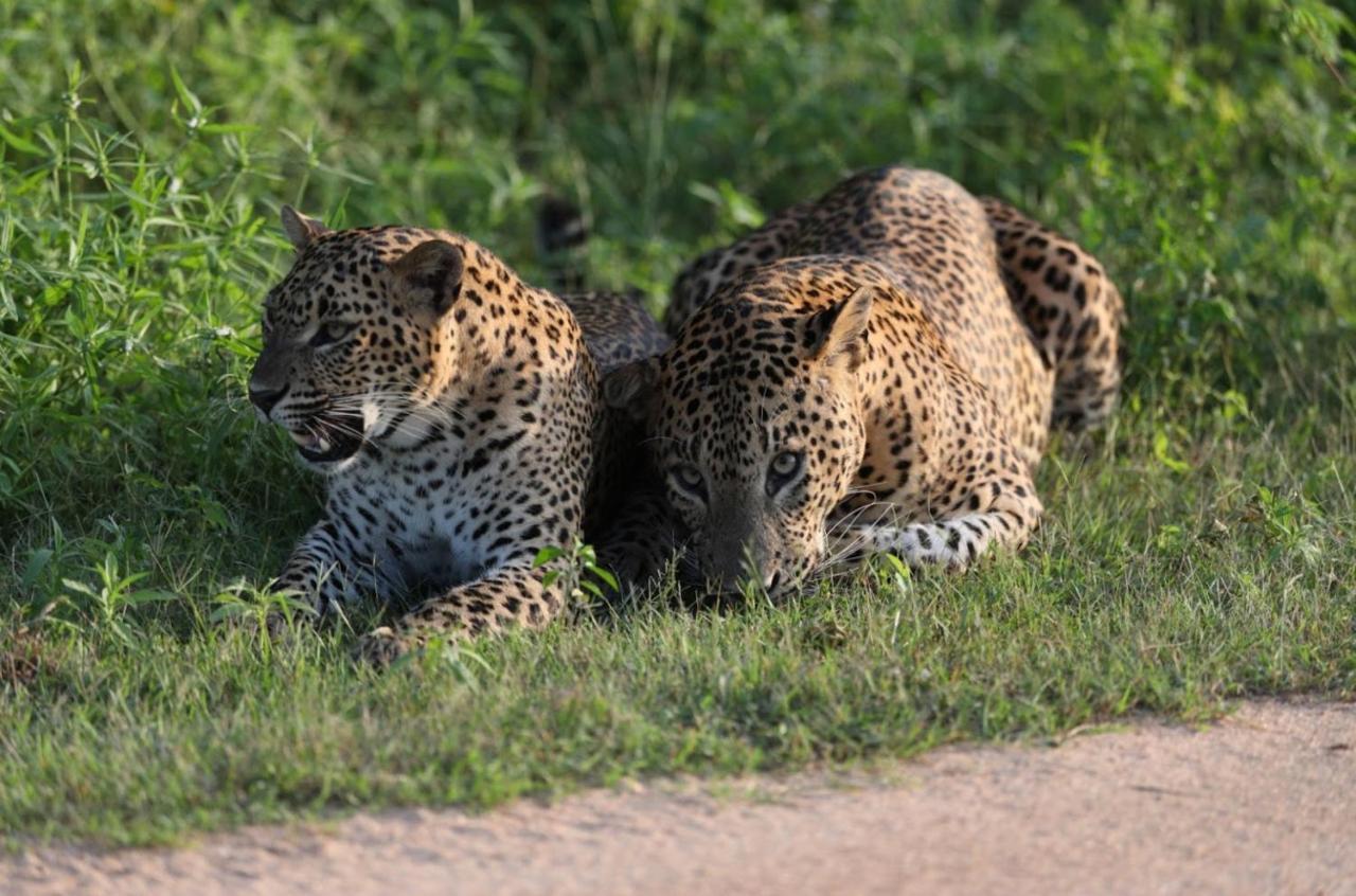 فندق Camp Leopard - Yala Safari Glamping المظهر الخارجي الصورة