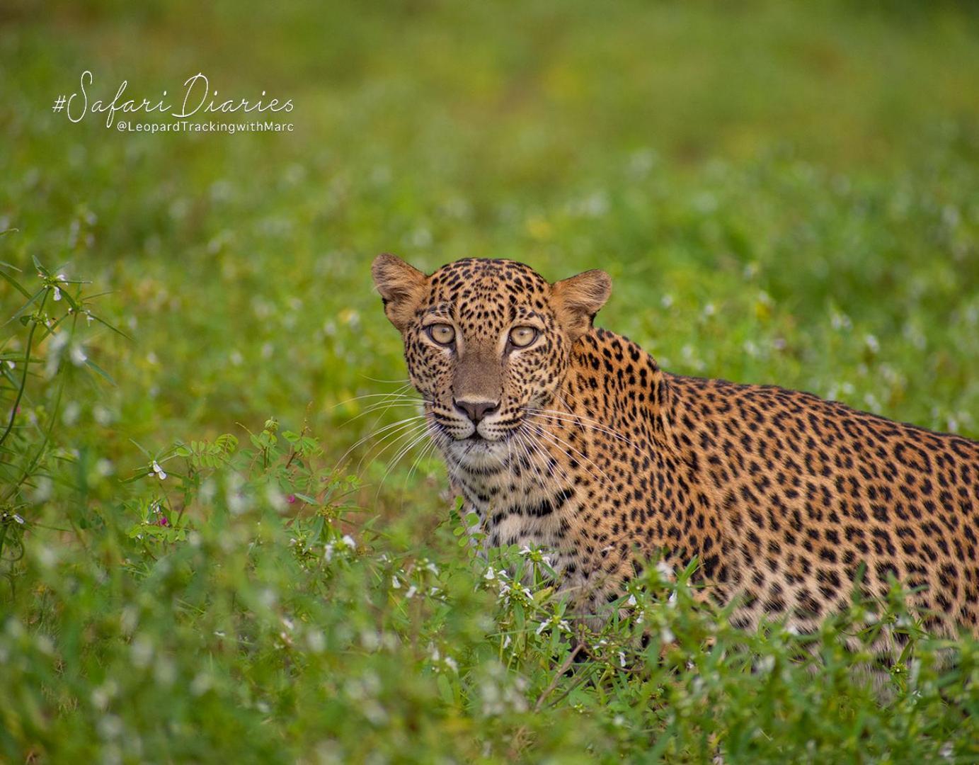 فندق Camp Leopard - Yala Safari Glamping المظهر الخارجي الصورة