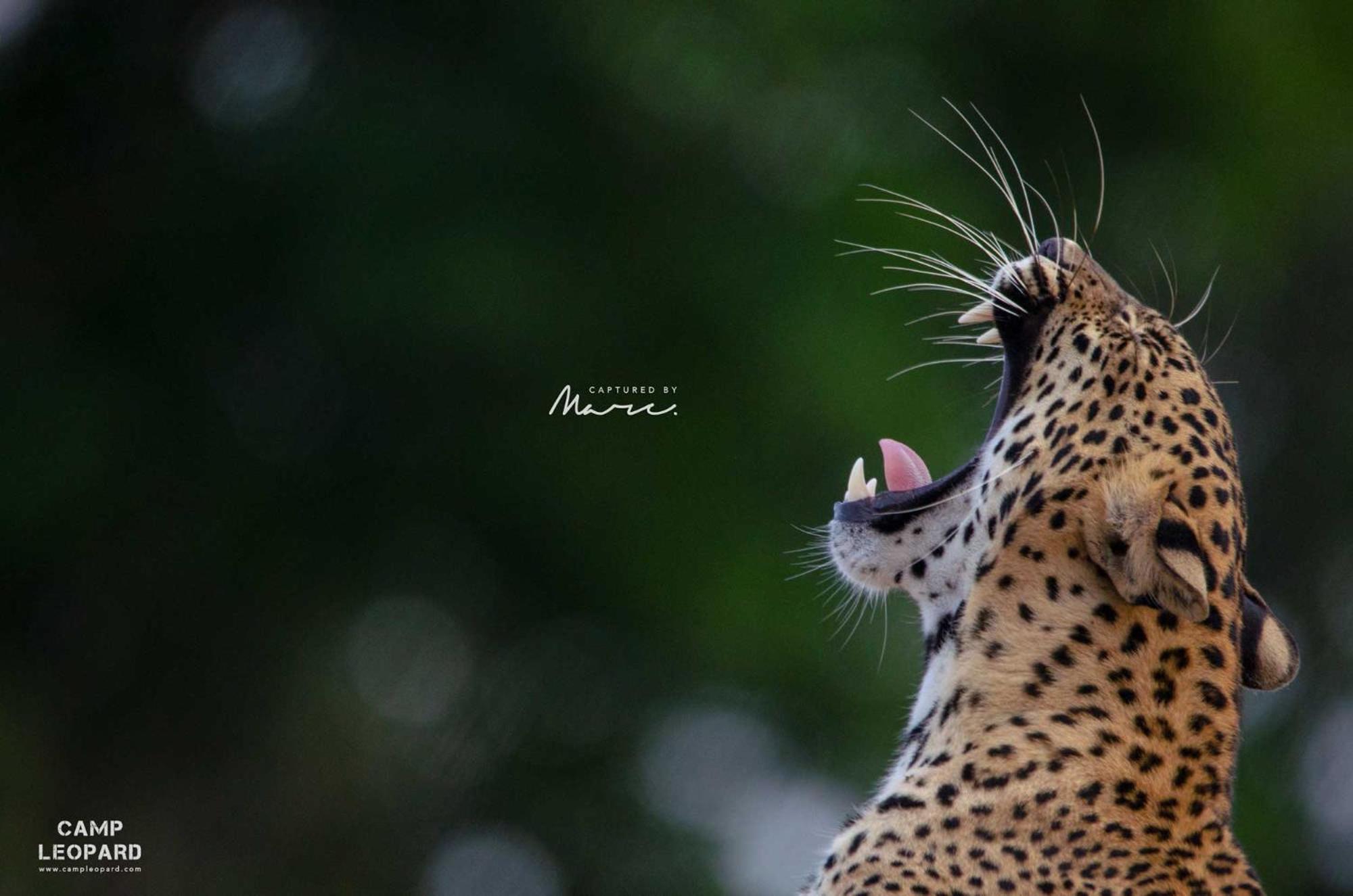فندق Camp Leopard - Yala Safari Glamping المظهر الخارجي الصورة