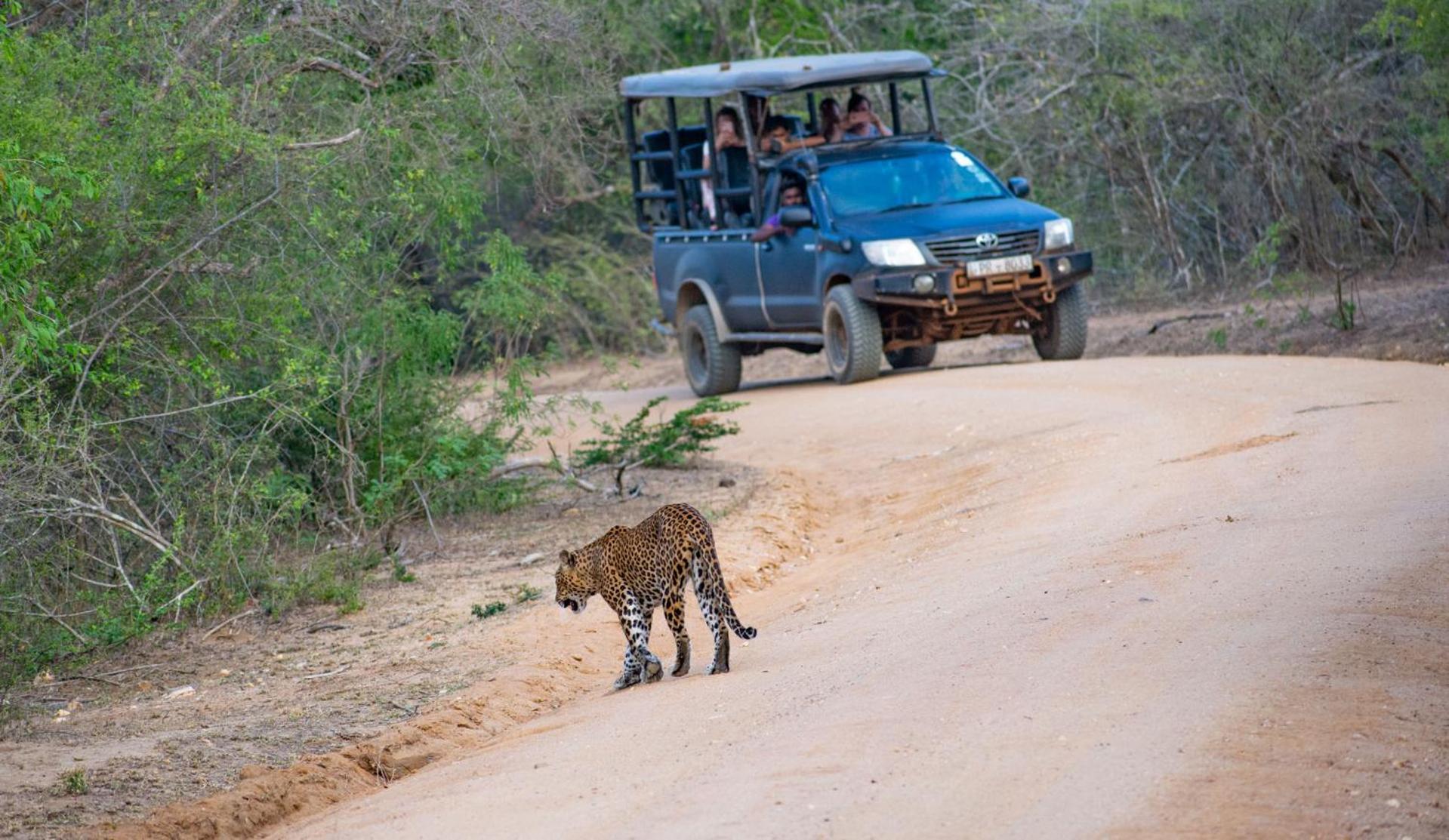 فندق Camp Leopard - Yala Safari Glamping المظهر الخارجي الصورة