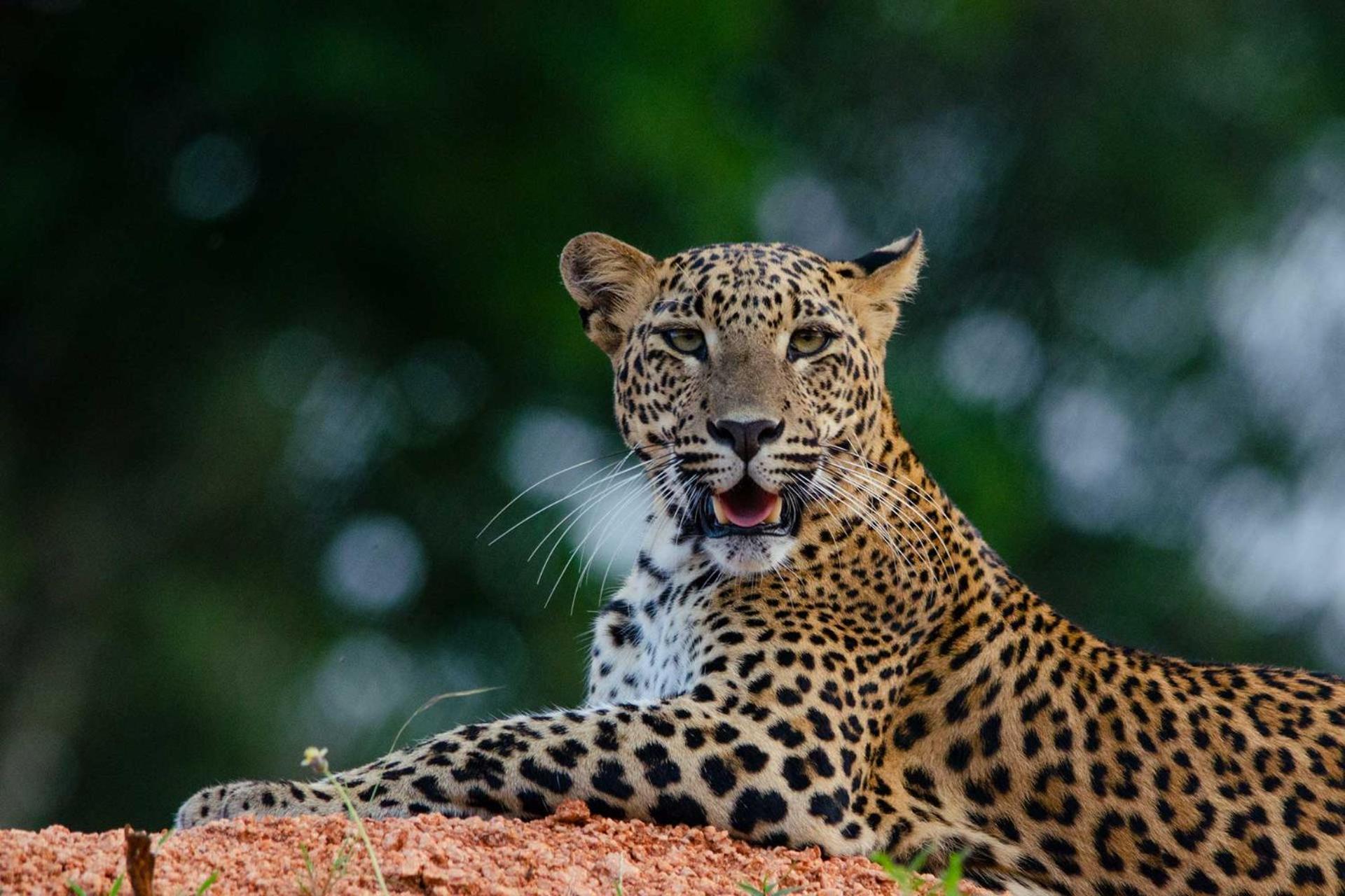 فندق Camp Leopard - Yala Safari Glamping المظهر الخارجي الصورة